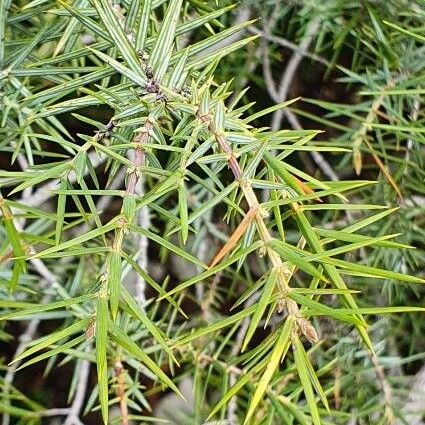 Juniperus oxycedrus Frunză