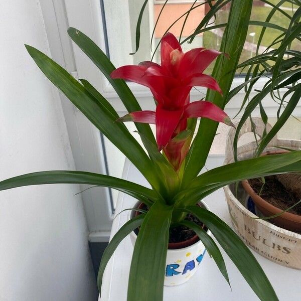 Guzmania monostachia Blomst