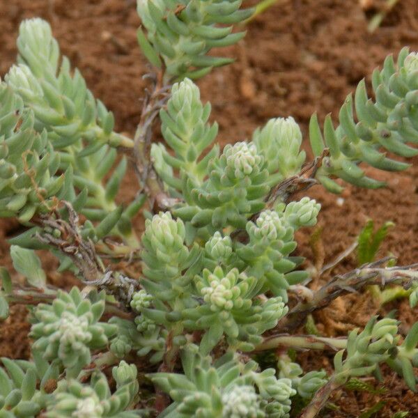 Sedum sediforme 葉