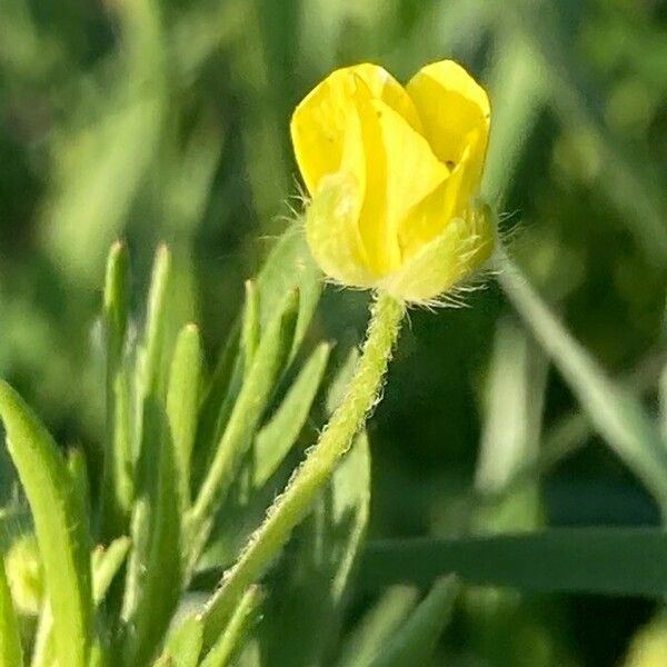 Ranunculus arvensis Blomst