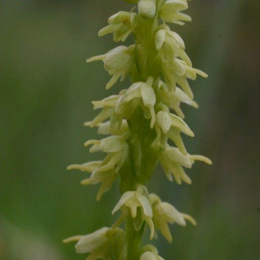 Herminium monorchis Flower