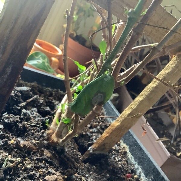 Viburnum mathewsii Feuille