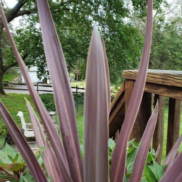 Phormium tenax Leaf