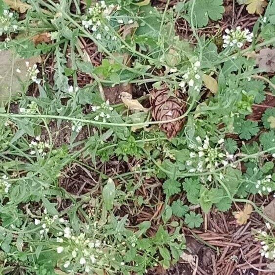 Capsella bursa-pastoris Buveinė