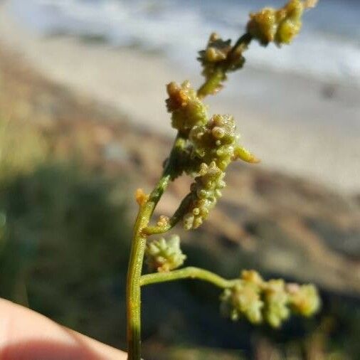 Halimione portulacoides Fruit