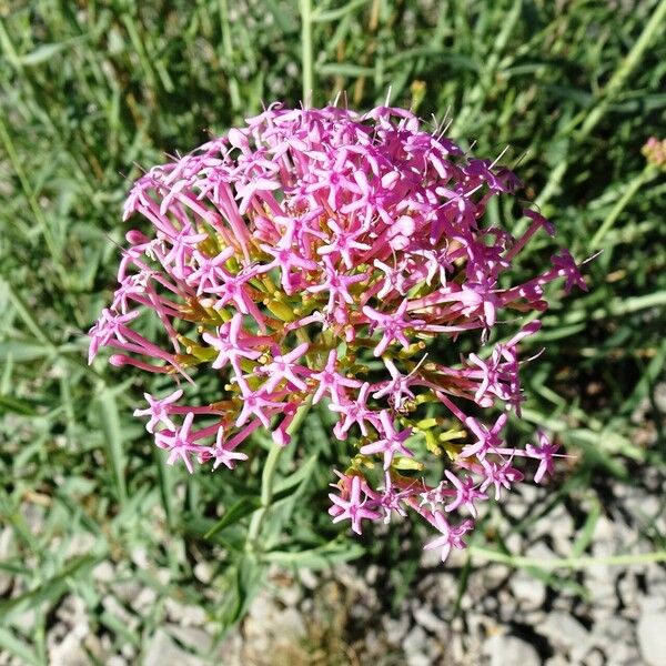 Valeriana lecoqii Flor