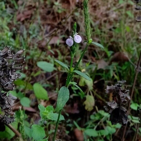 Rostellularia procumbens Цветок