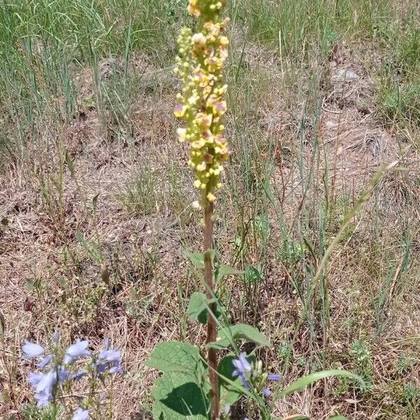 Verbascum nigrum Flower