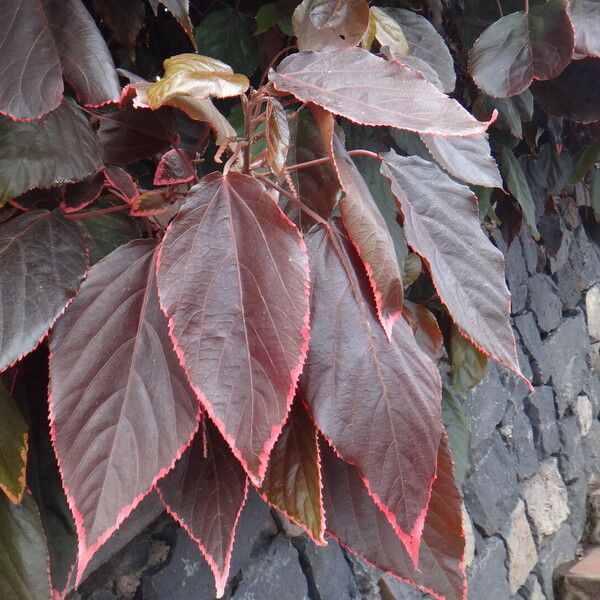 Acalypha wilkesiana Leaf