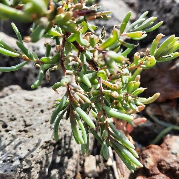 Suaeda maritima पत्ता