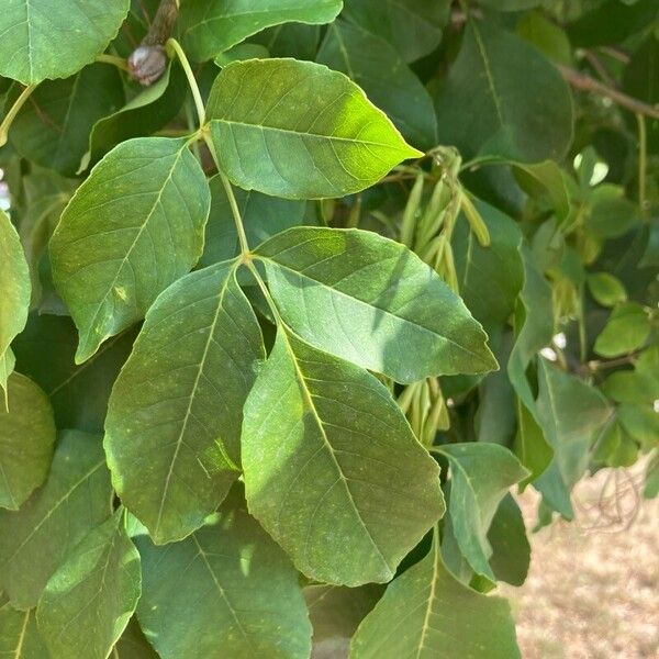 Fraxinus pennsylvanica Leaf