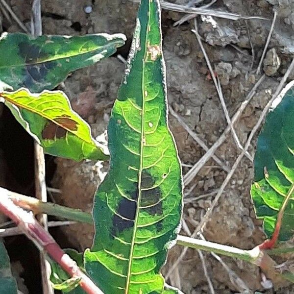 Persicaria lapathifolia 葉