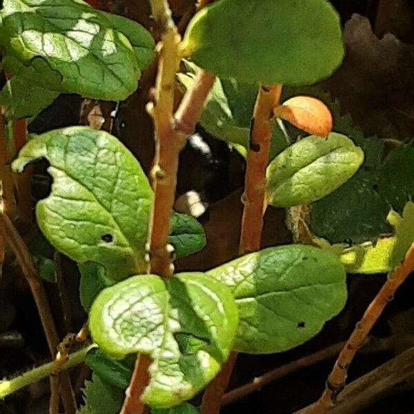 Vaccinium vitis-idaea Cortiza