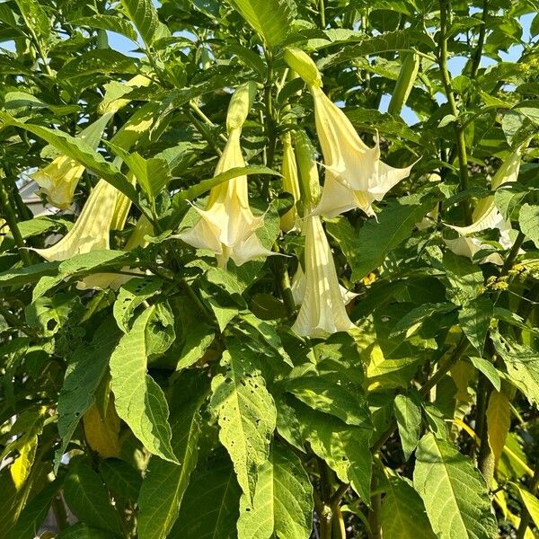 Brugmansia × candida Blüte