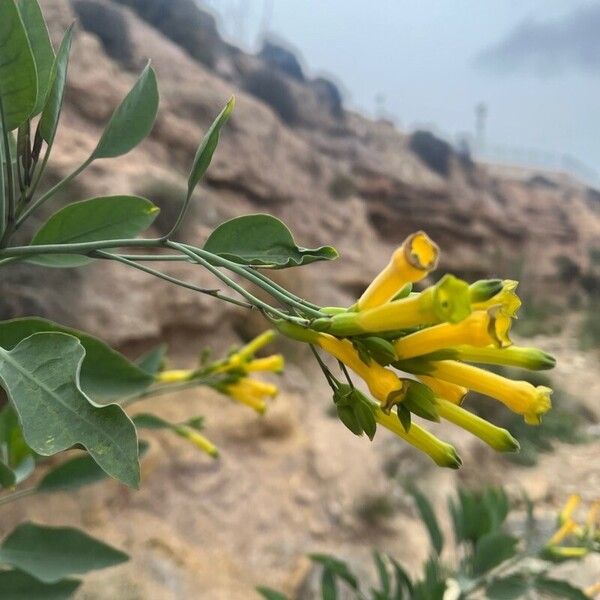 Nicotiana glauca फूल