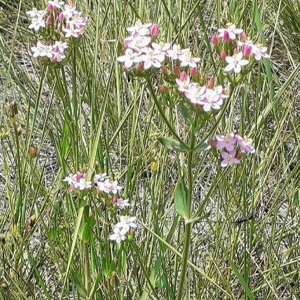 Centaurium erythraea 形态