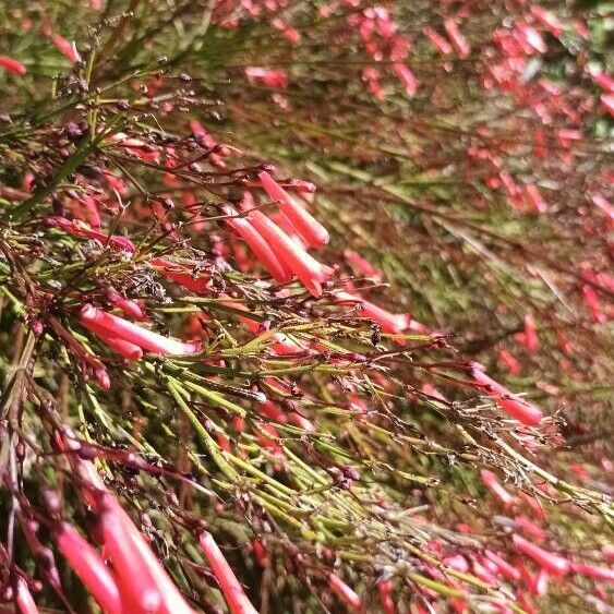 Russelia equisetiformis Floro