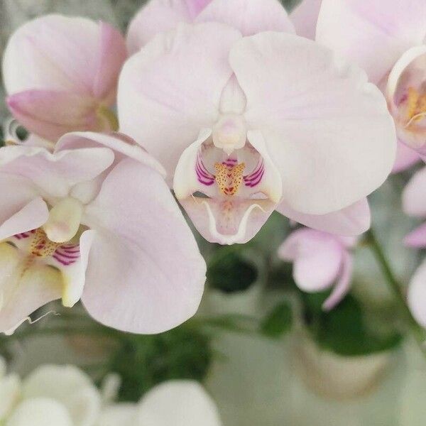 Phalaenopsis amabilis Blomst