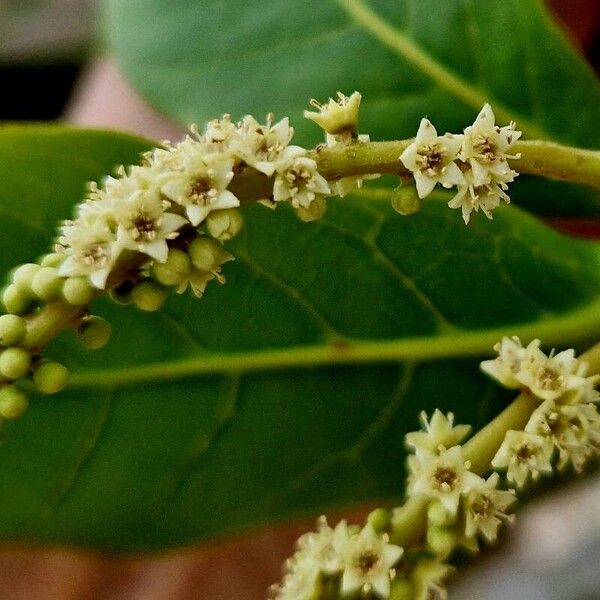 Terminalia catappa 花