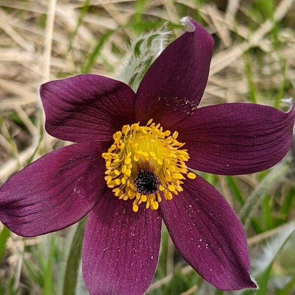 Pulsatilla patens Kukka