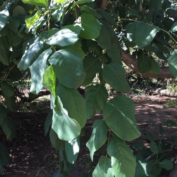 Annona senegalensis Frunză