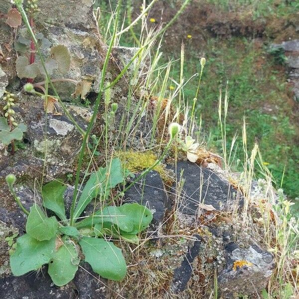 Hypochaeris achyrophorus Habit