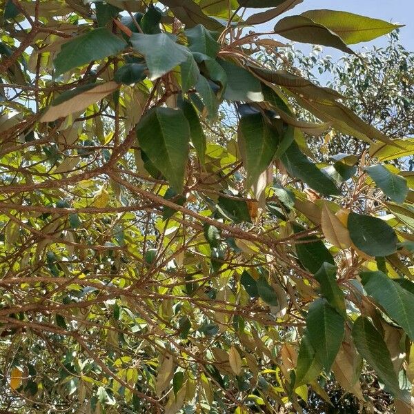 Croton megalocarpus Blad