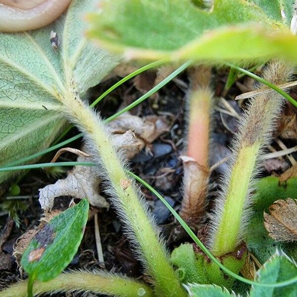 Alchemilla monticola Leaf