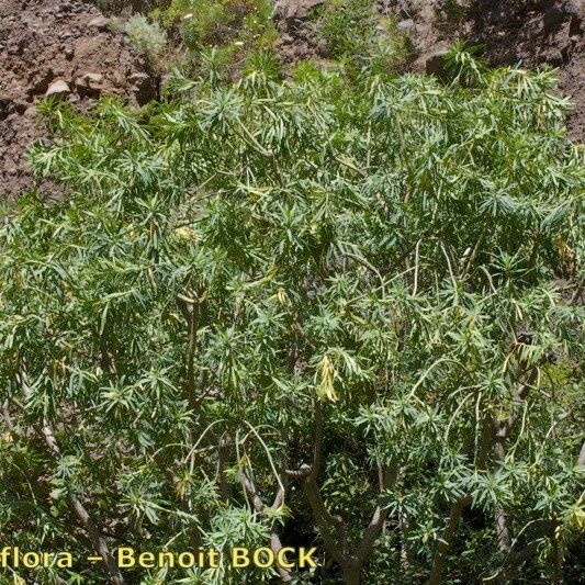 Euphorbia bourgeana