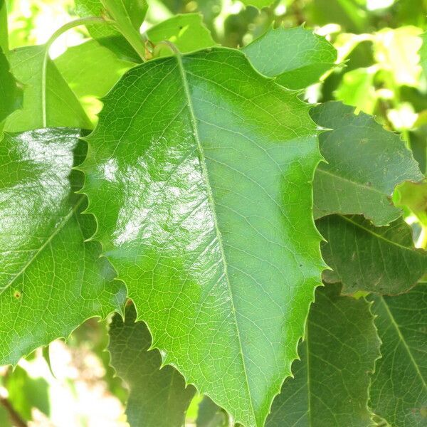 Prunus ilicifolia autre