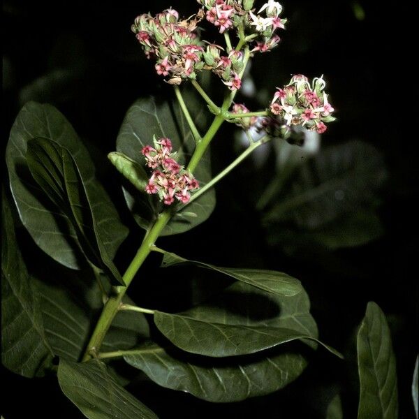 Anacardium occidentale 花