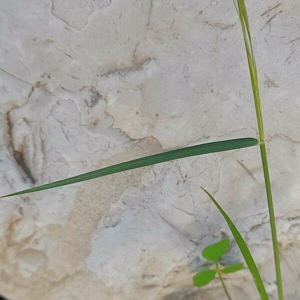 Aristida adscensionis পাতা