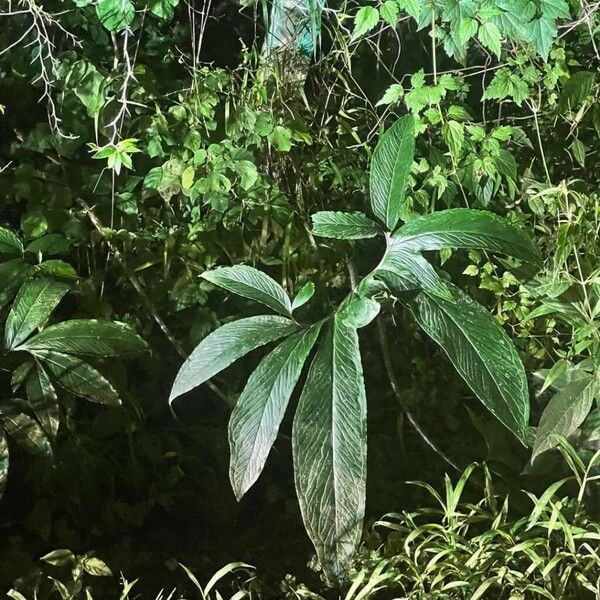 Sauromatum venosum Leaf