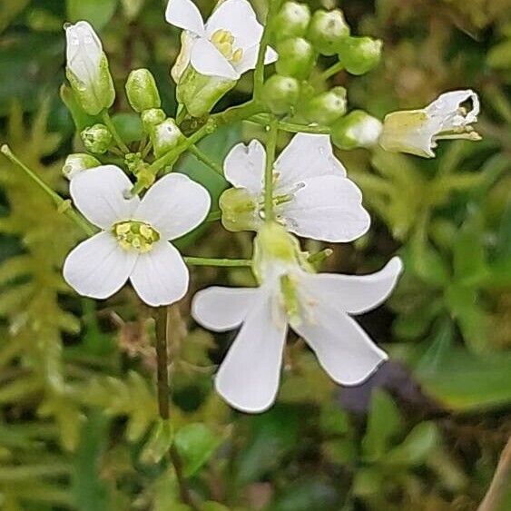 Arabis alpina Flors