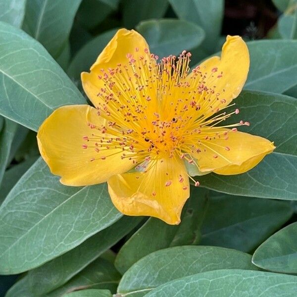 Hypericum calycinum Цвят