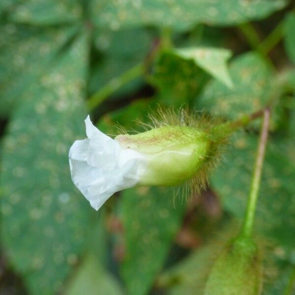 Merremia aegyptia Blüte