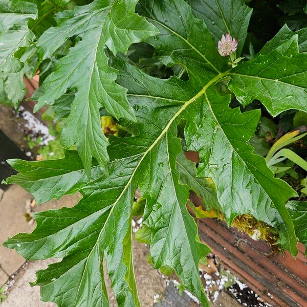 Acanthus spinosus Φύλλο