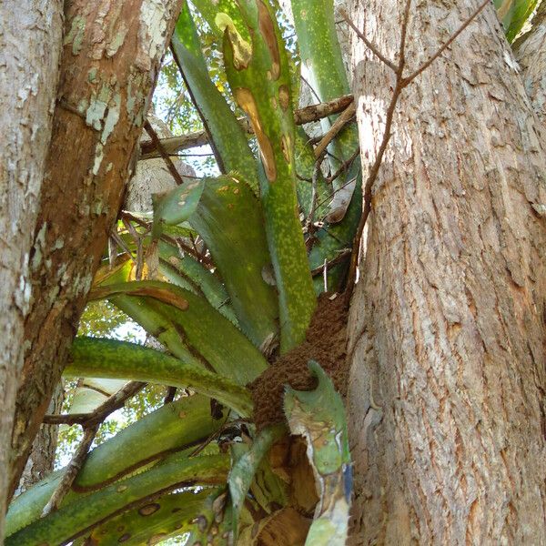 Aechmea distichantha Liść