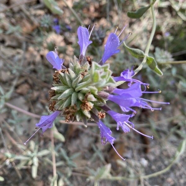 Salvia leucophylla Flor