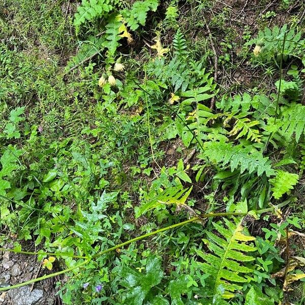 Cirsium erisithales Alkat (teljes növény)