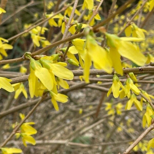 Forsythia suspensa 花