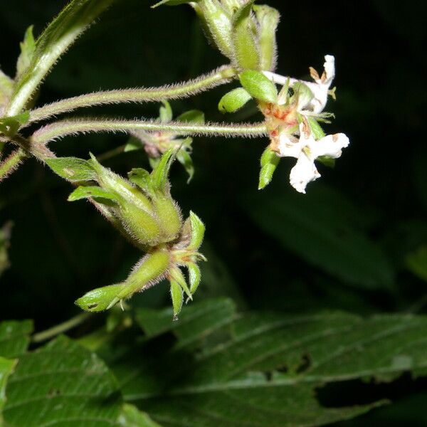 Arachnothryx chaconii Λουλούδι