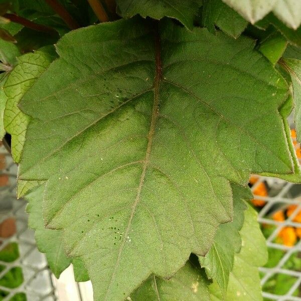 Dahlia pinnata Blad