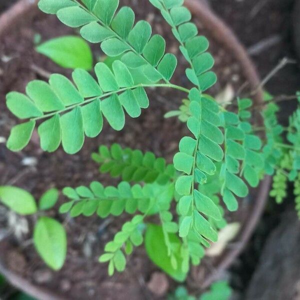 Tamarindus indica Leaf