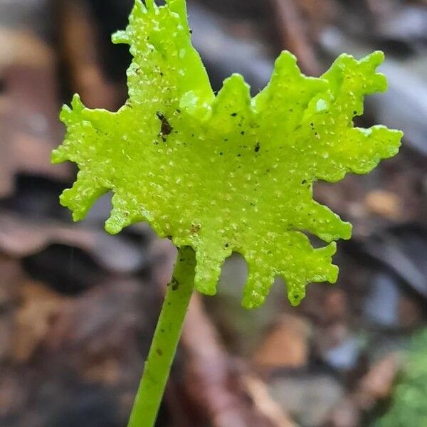 Dorstenia contrajerva Virág