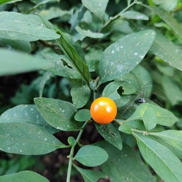 Solanum pseudocapsicum Плод