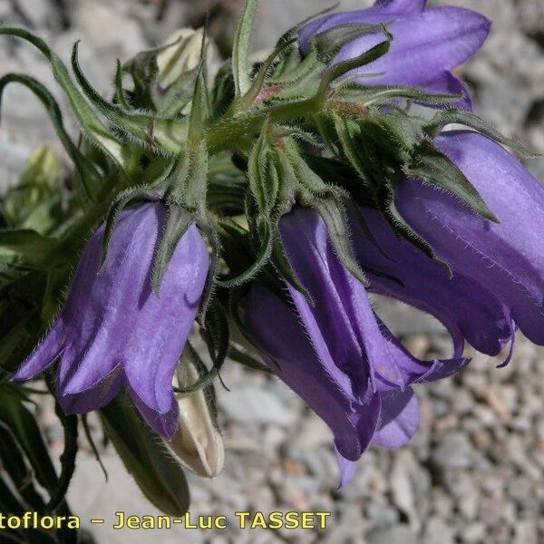 Campanula speciosa Flower