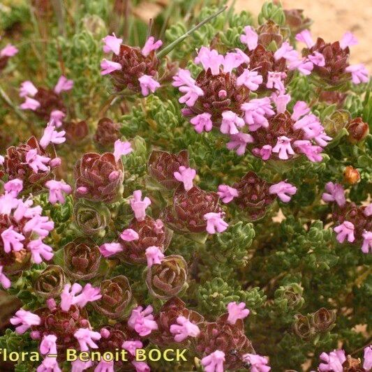 Thymus camphoratus Habitus