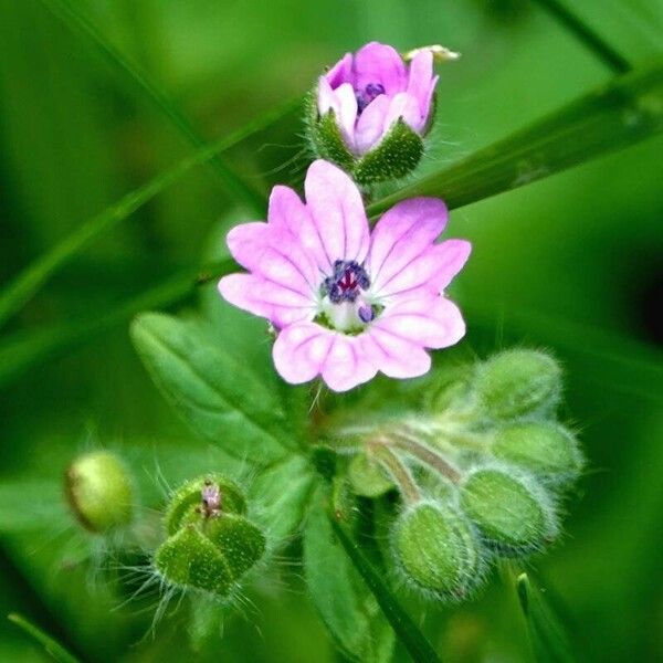 Geranium pusillum Folla