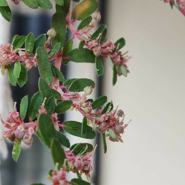 Euphorbia maculata फूल